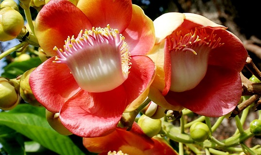 Hoa Cây Sala (Ngọc Kỳ Lân) 