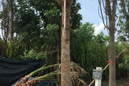 Cây Sala đường kính gốc hơn 40cm
