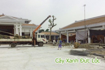 Hình ảnh đang thi công trồng cây xanh cho nhà tang lễ Mai Dịch - Cầu Giấy