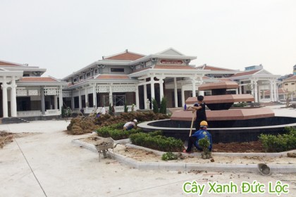 Hình ảnh đang thi công trồng cây xanh cho nhà tang lễ Mai Dịch - Cầu Giấy