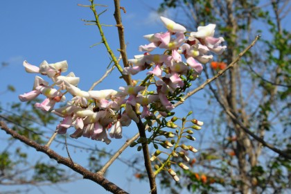 Cây Đỗ Mai