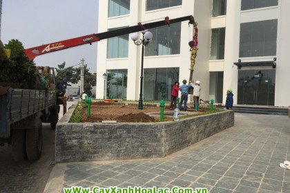 Những cây Long Não được trồng đầu tiên - Bồn trước tòa nhà B4-B5