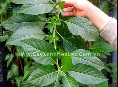 Cây Mật Gấu có thể chữa bệnh bằng lá