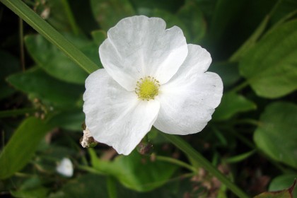 Hoa Cây Bác Thủy Tiên