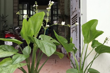 Cây Bác Thủy Tiên Trưởng Thành