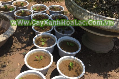 Cây Giống Bác Thủy Tiên