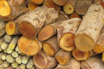Rễ và Thần cây mật gấu