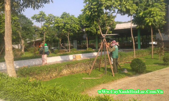 Thi công cây xanh tại FPT SOFTWARE Hòa Lạc