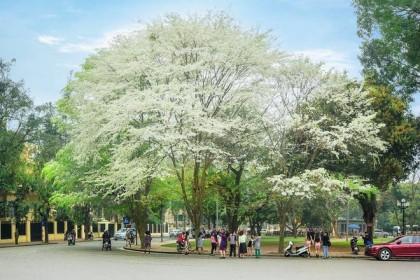 Cây Thàn Mát (Sưa Trắng) khi nở hoa