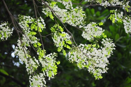 Cây Thàn Mát (Sưa Trắng) khi nở hoa