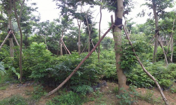 Cây Thàn mát tại vườn ươm công ty Đức Lộc