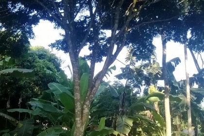 Cây Sưa Trắng (Thàn Mát) được chúng tôi khai thác trên rừng