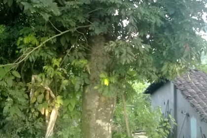 Cây Sưa Trắng (Thàn Mát) được chúng tôi khai thác trên rừng
