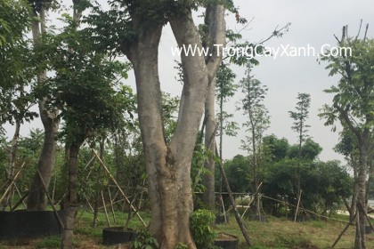 Cây Thàn mát đường kính >40cm tại vườn ươm công ty Đức Lộc