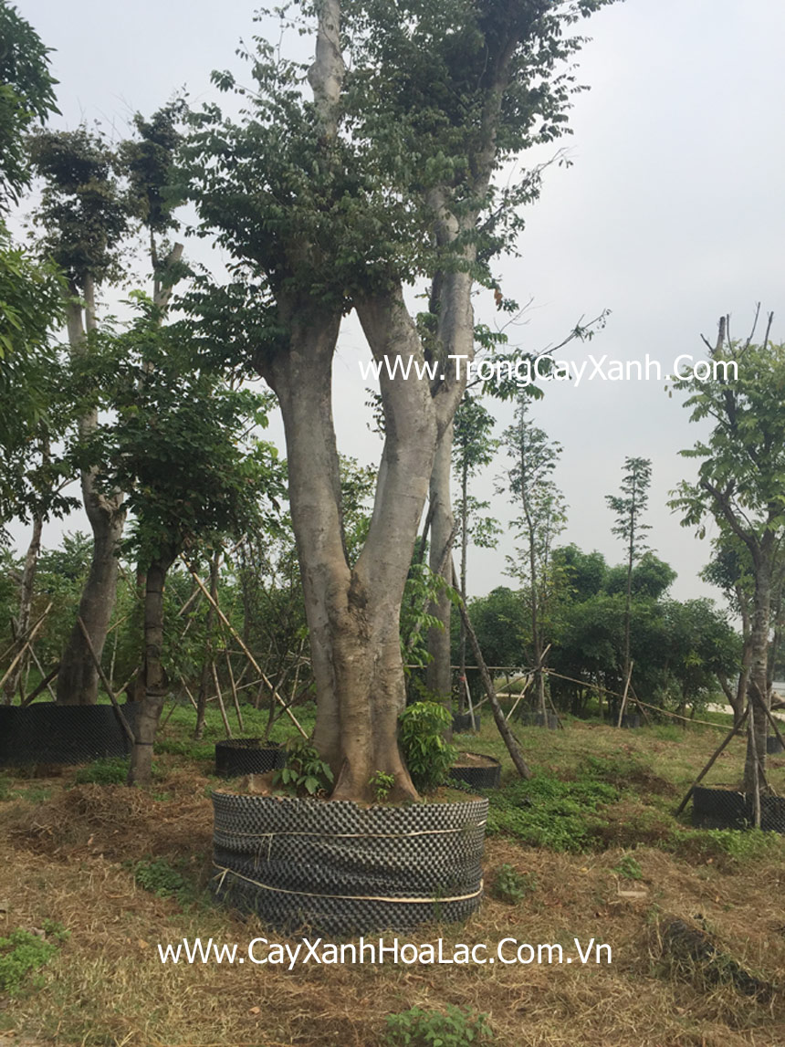 Cây Thàn mát đường kính >40cm tại vườn ươm công ty Đức Lộc