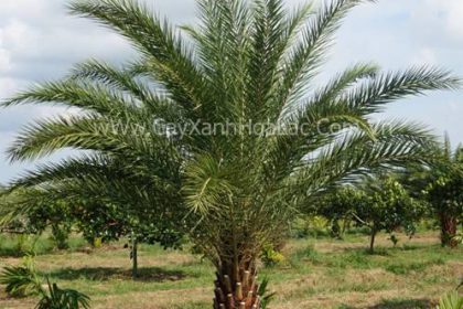 Ảnh Cây Chà là Kiểng tại vườn ươm của công ty Đức Lộc