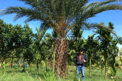 Cây Chà Là lộ thân >2m tại vườn