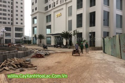 Ảnh những cây chà là được thi công tại thành phố Giao lưu - CT2 do Đức lộc triển khai