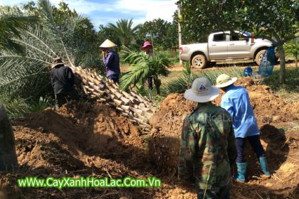 Công ty chúng tôi đang đánh chuyển bán cây Chà Là Kiểng