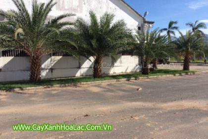 Anh tại vườn ươm