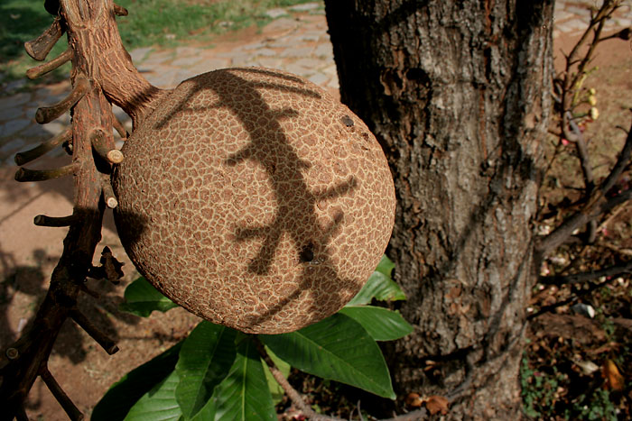 Naglingam_(Couroupita_guianensis)_fruit_in_Hyderabad,_AP_W_IMG_6611