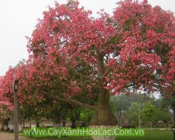 Thơi tiết càng nắng cây Mỹ nhân sẽ càng nhiêu hoa.