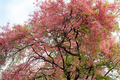 Cây Ô Môi khi ra hoa