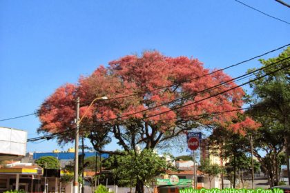 Cây Ô Môi khi ra hoa