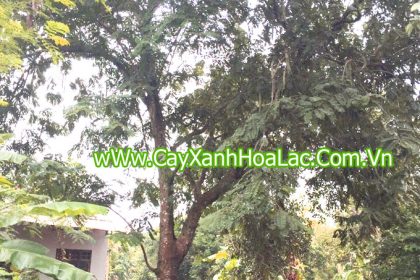 Cây ô môi mà Đức Lộc đi khai thác về