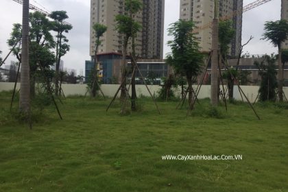 Cây trồng đc 3 tháng