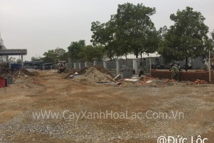 Mặt bằng trước khi thi công phần cây xanh