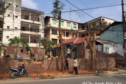 Trồng cây xanh tại Lào Cai