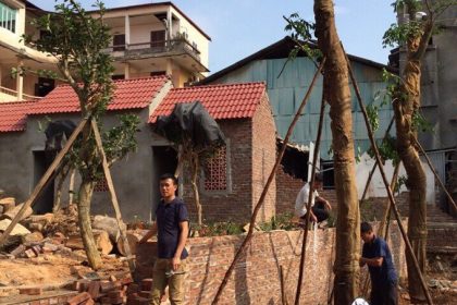 Trồng cây xanh tại Lào Cai