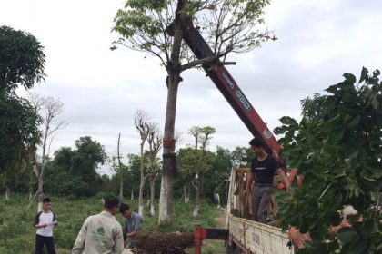 Hinh ảnh chuẩn bị cây đến dự án