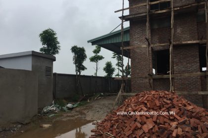 Cây trồng sau 2 tháng