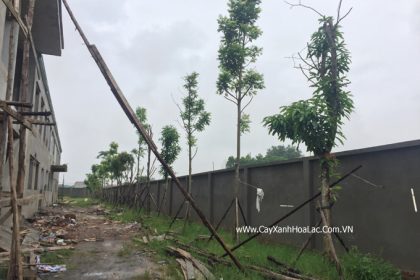 Cây trồng sau 2 tháng