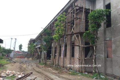 Cây trồng sau 2 tháng
