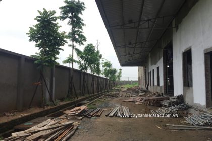 Cây trồng sau 2 tháng