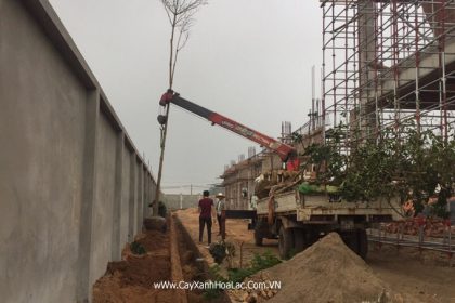 Khi đang thi công trồng cây cho nhà máy