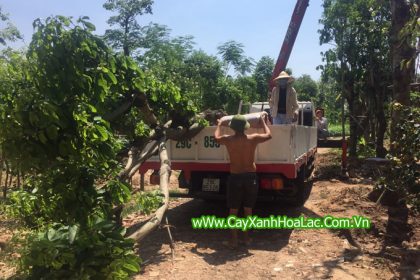 Hinh ảnh chuẩn bị cây đến dự án