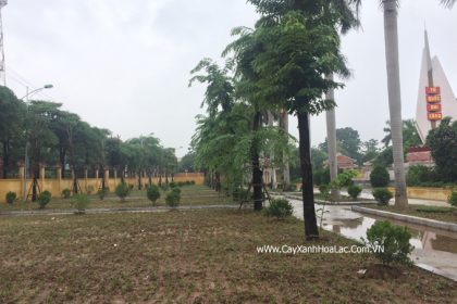 Trồng cây xanh nghĩa trang liệt sỹ