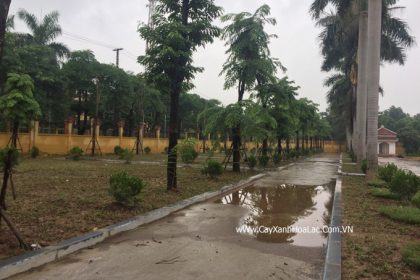 Cây GIáng Hương trồng làm bóng mát