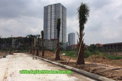 Hình ảnh hàng Cọ Dầu tại dự án