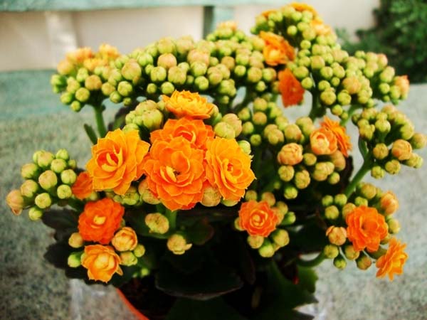 trồng cây xanh ngăn ô nhiễm trong nhà