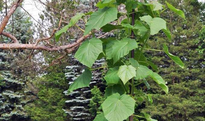 Cây Kiri, “Siêu cây” cứu tinh cho thế giới trước nạn ô nhiễm môi trường
