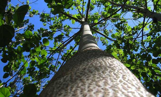 Cây Kiri, "Siêu cây" cứu tinh cho thế giới trước nạn ô nhiễm môi trường