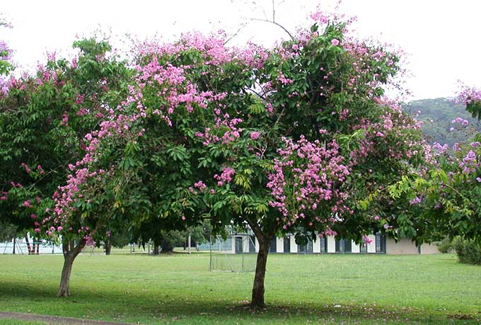 Những loại cây nên trồng tại các đô thị ở Việt Nam, Cây Bằng Lăng Tím