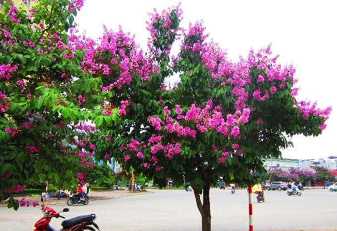 Những loại cây nên trồng tại các đô thị ở Việt Nam, Cây móng bò, cây xanh trồng đô thị