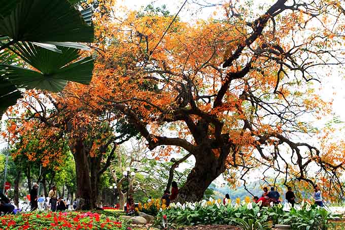 Những loại cây nên trồng tại các đô thị ở Việt Nam,Cây lộc Vừng, Cây xanh Đô thị