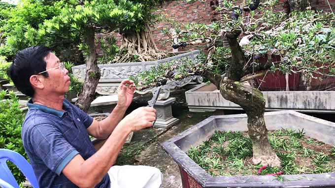 Phương pháp nhân giống, chăm sóc cây Tùng La Hán